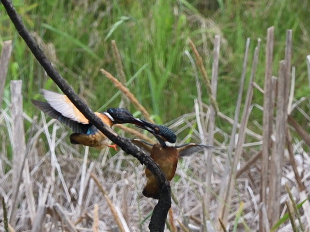 b0358690_21014344.jpg
