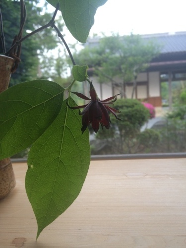 撮影_a0129492_04142184.jpeg