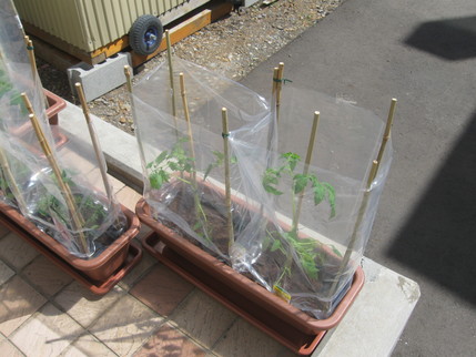 苗を植えました!_b0159098_111251.jpg