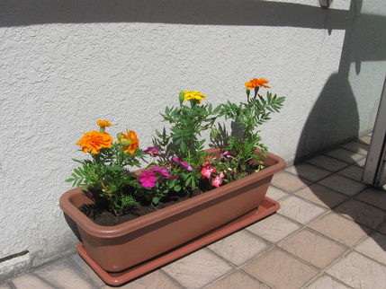 苗を植えました!_b0159098_1193034.jpg