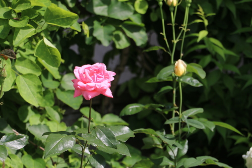 東部コミセンからの帰りに、五月に咲いている花を写す・３_c0075701_21264159.jpg