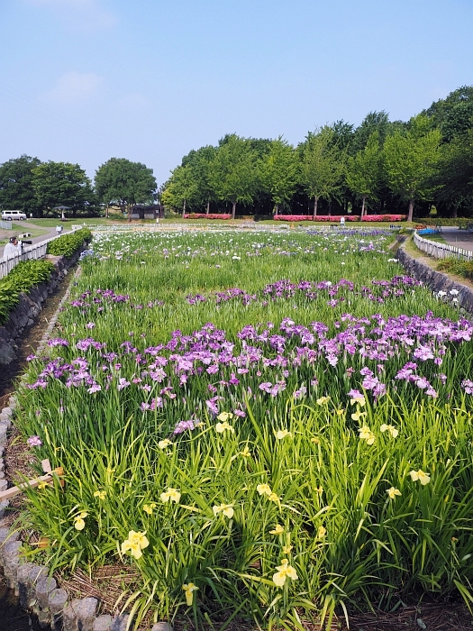 庄内緑地　花菖蒲と初夏の花_e0075403_18411483.jpg