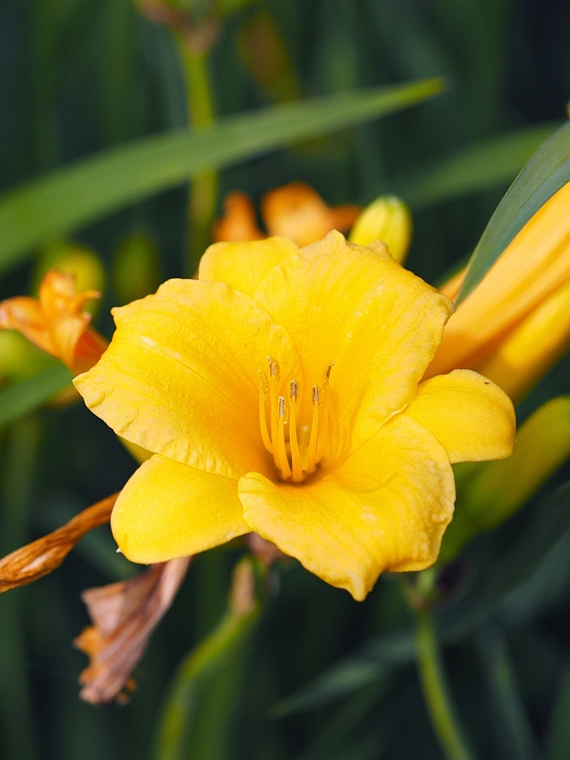 庄内緑地　花菖蒲と初夏の花_e0075403_19282061.jpg