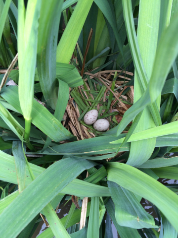 Moorhen\'s Eggs_c0022407_23064690.jpg