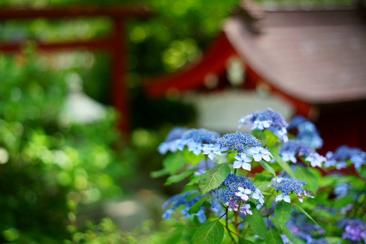 高幡不動の山紫陽花～後編_b0225108_13310730.jpg