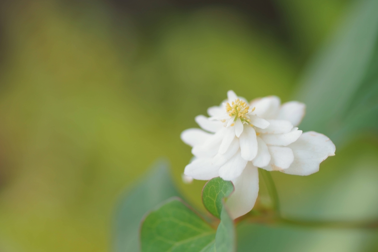 高幡不動の山紫陽花～後編_b0225108_13310811.jpg