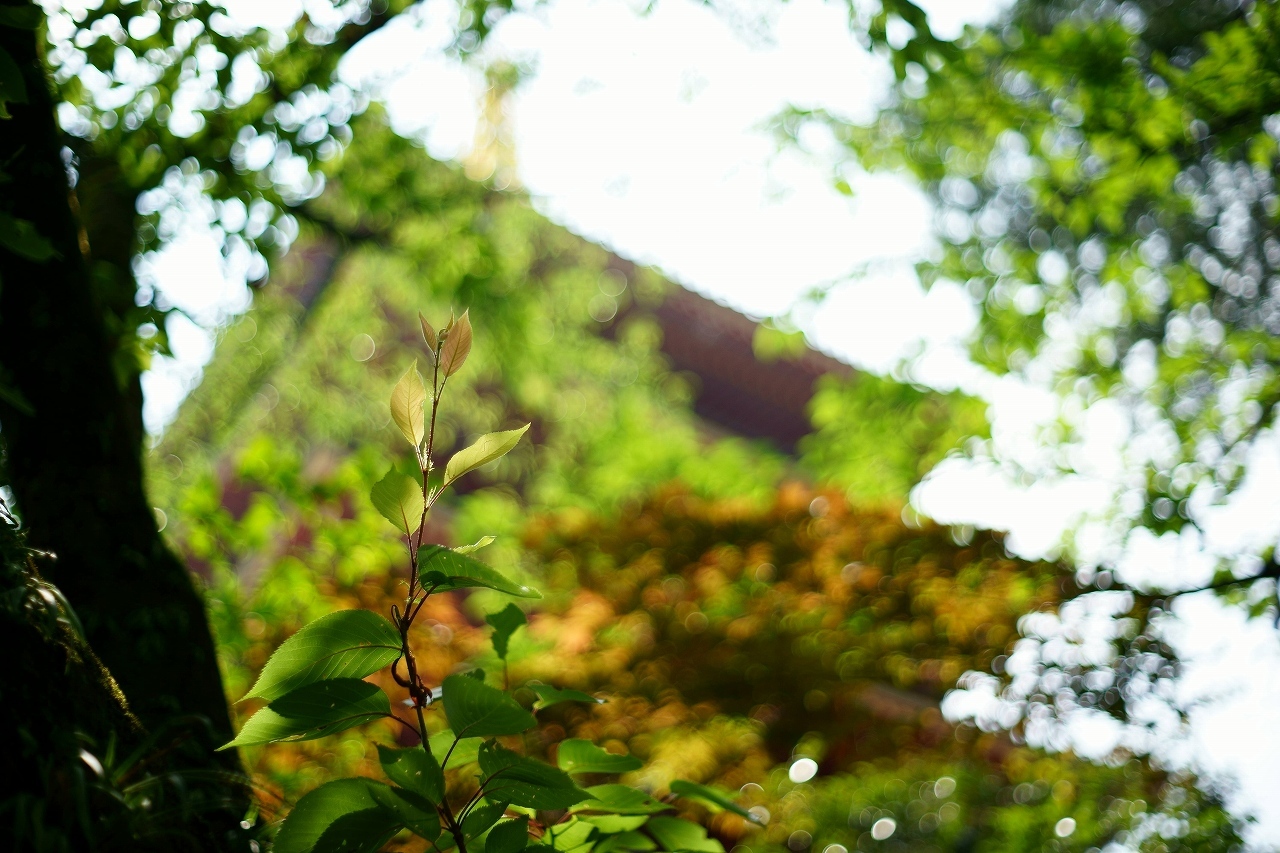 高幡不動の山紫陽花～後編_b0225108_13310822.jpg