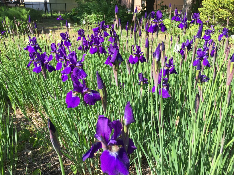 2016年5月 『輝く初夏、札幌』　May 2016 \"Brightness of May in Sapporo\"_c0219616_2165473.jpg