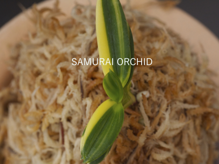 錦麒麟 : □ サムライ オーキッド □ 富貴蘭 セレクトショップ MAIL