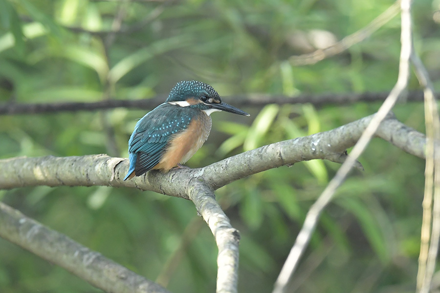 160529 朝・池の幼鳥_c0278820_184691.jpg