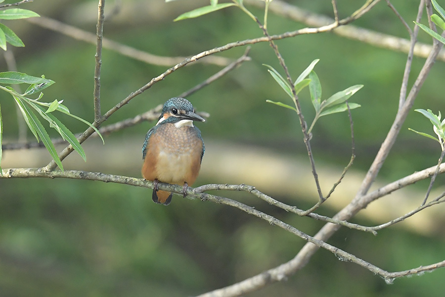 160529 朝・池の幼鳥_c0278820_185789.jpg