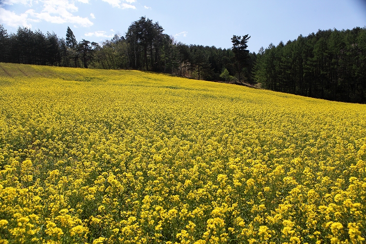 中山高原の菜の花畑_e0303527_23121291.jpg