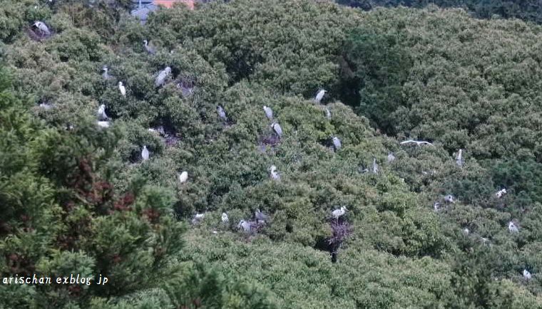 牧野植物園サギのコロニー＠高知_f0295238_15300520.jpg