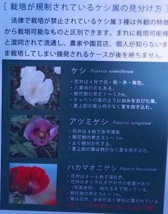 牧野植物園サギのコロニー＠高知_f0295238_15331570.jpg