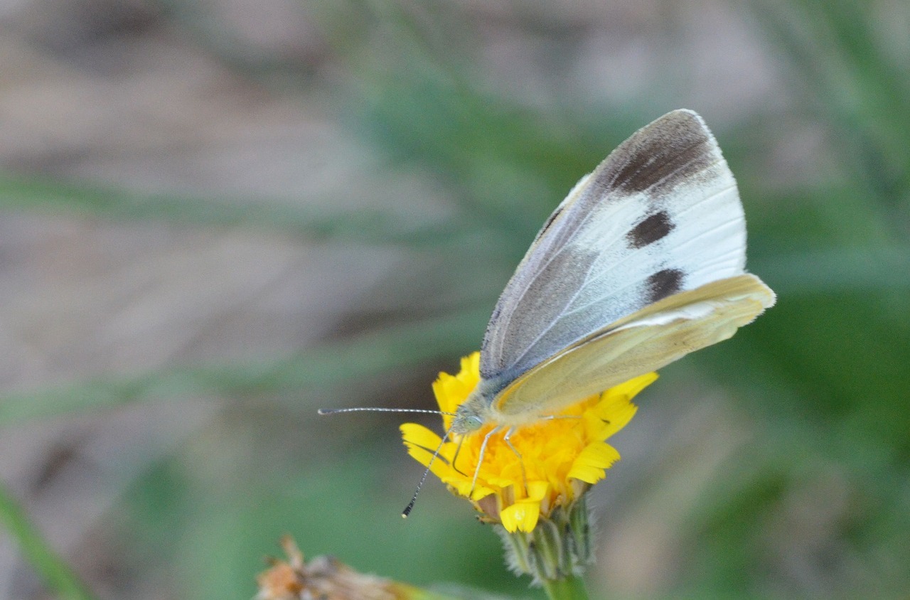 モンシロチョウの夏型 堺のチョウ