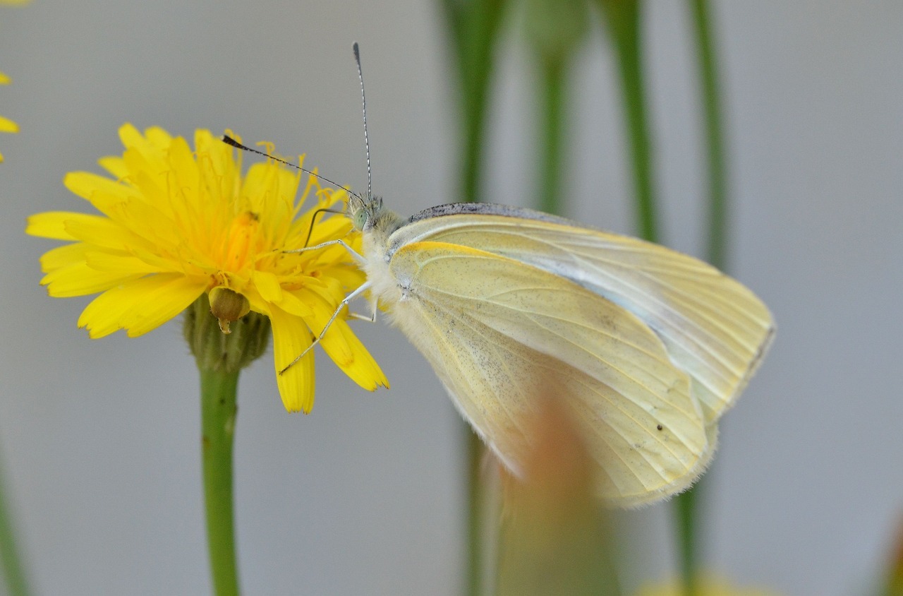 モンシロチョウの夏型 堺のチョウ