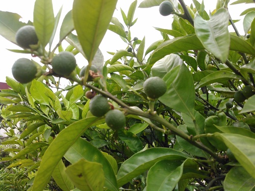 c0349149_172738.jpg