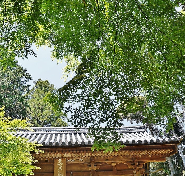 新緑に包まれる書写山圓教寺(1)仁王門_b0063958_8573641.jpg
