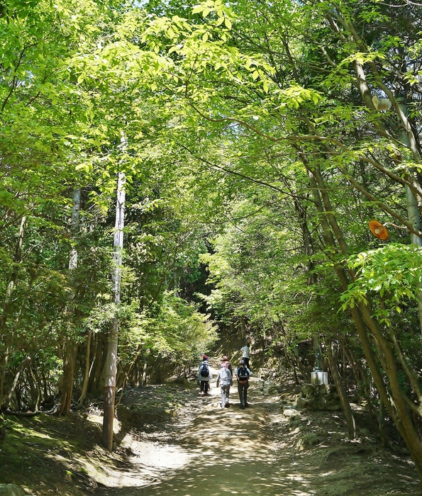 新緑に包まれる書写山圓教寺(1)仁王門_b0063958_8591472.jpg