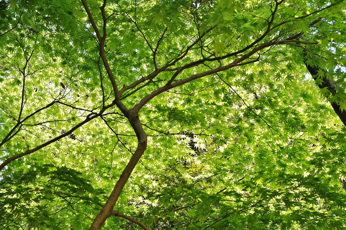 新緑に包まれる書写山圓教寺(1)仁王門_b0063958_911098.jpg