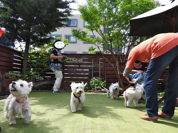 ひさびさに白犬ランチ_c0260460_20590415.jpg