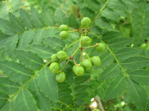 お茶ワタ５月＊フクは寝ているよ_a0257269_07415409.jpg