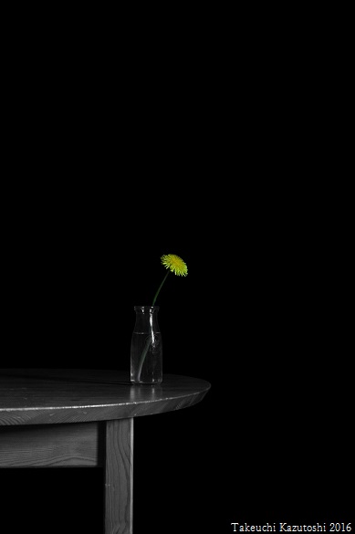 a dandelion_e0290580_164481.jpg
