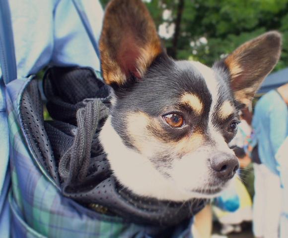 福岡お出かけ話～護国神社蚤の市VOl,25_f0248782_10103964.jpg