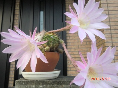 a0185783_20124267.jpg