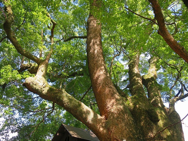 熊野古道・紀伊路　海南～宮原へ－１　藤白峠_b0326483_21585356.jpg