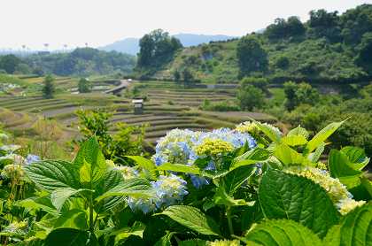 千早赤阪村　下赤阪の棚田_c0229483_134213.jpg