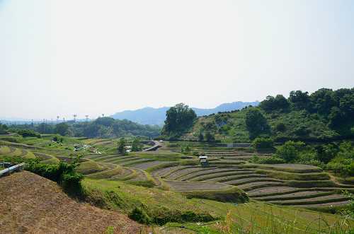 千早赤阪村　下赤阪の棚田_c0229483_134897.jpg