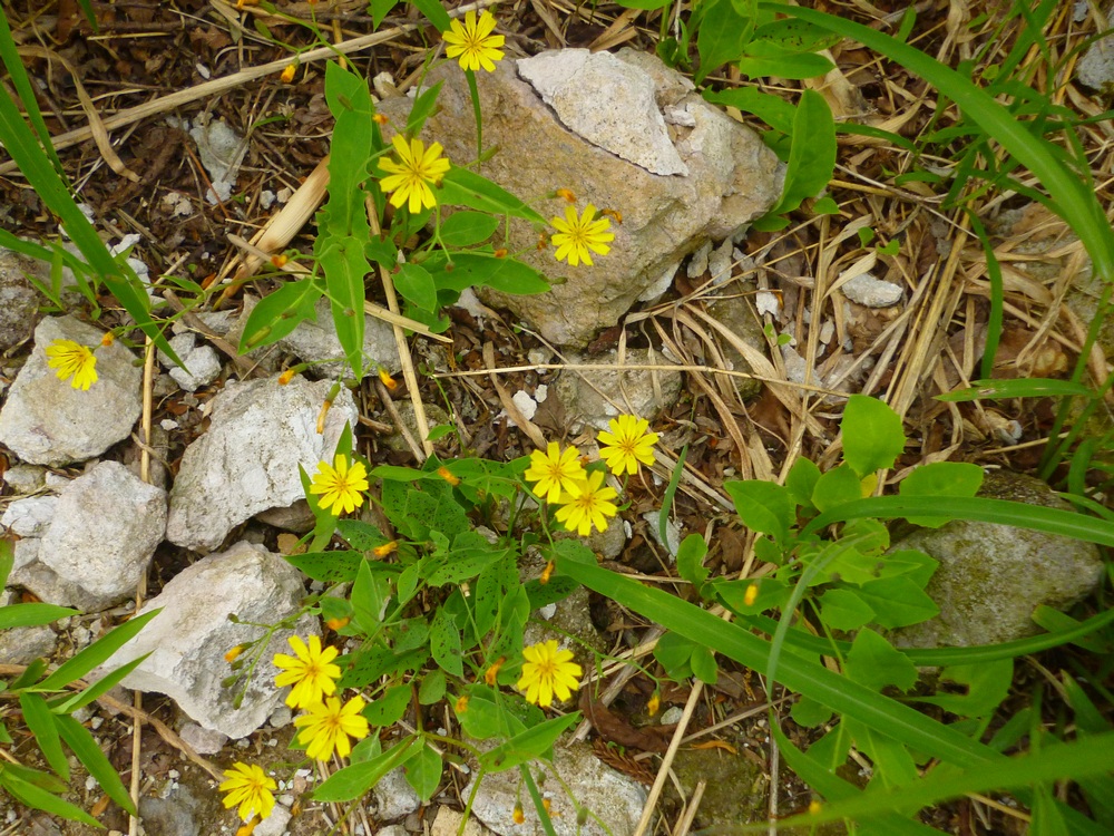 e0355083_6324895.jpg
