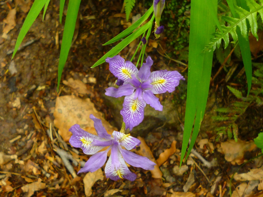 e0355083_6331798.jpg