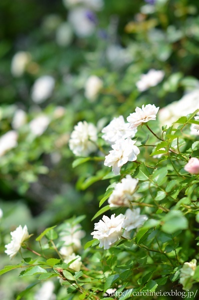 薔薇満開の庭③、そしてLauraの薔薇ねりきり　Homemade Rose Nerikiri & My Roses are in Full Bloom 3_d0025294_15133899.jpg