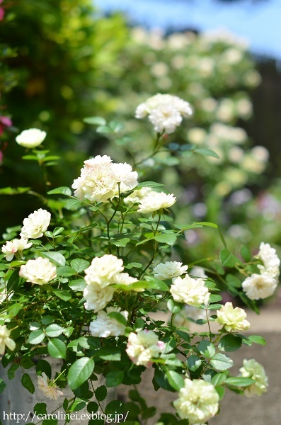 薔薇満開の庭③、そしてLauraの薔薇ねりきり　Homemade Rose Nerikiri & My Roses are in Full Bloom 3_d0025294_15143217.jpg