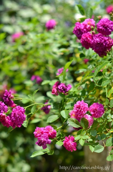 薔薇満開の庭③、そしてLauraの薔薇ねりきり　Homemade Rose Nerikiri & My Roses are in Full Bloom 3_d0025294_15330775.jpg