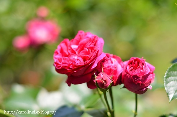 薔薇満開の庭③、そしてLauraの薔薇ねりきり　Homemade Rose Nerikiri & My Roses are in Full Bloom 3_d0025294_15425446.jpg