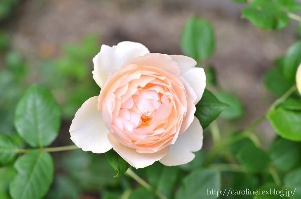 薔薇満開の庭③、そしてLauraの薔薇ねりきり　Homemade Rose Nerikiri & My Roses are in Full Bloom 3_d0025294_15474344.jpg