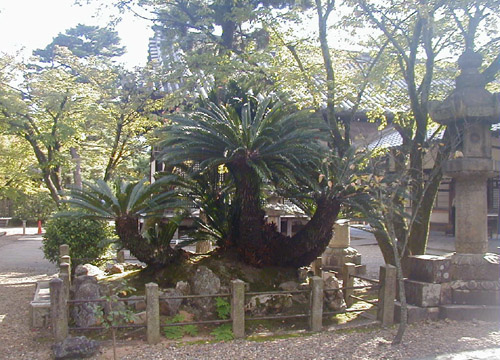●神社の造形―御香宮神社、その2_d0053294_16484091.jpg