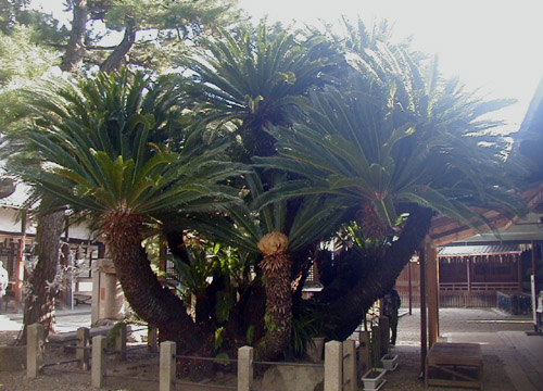 ●神社の造形―御香宮神社、その2_d0053294_16485563.jpg