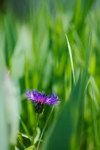 5月の花_f0003598_19284252.jpg