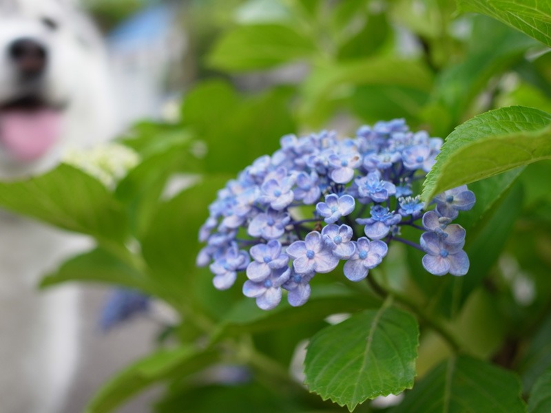 花の精♡ (*^_^*)_c0049299_236472.jpg
