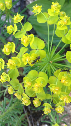 ユーフォルビア フェンスルビー Euphorbia \'Fen\'s Ruby\'の巻_e0322201_11194334.jpg