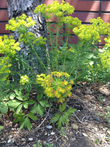 ユーフォルビア フェンスルビー Euphorbia \'Fen\'s Ruby\'の巻_e0322201_11194394.jpg