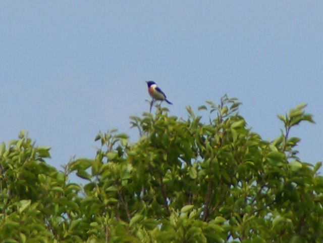 a0345007_8584670.jpg
