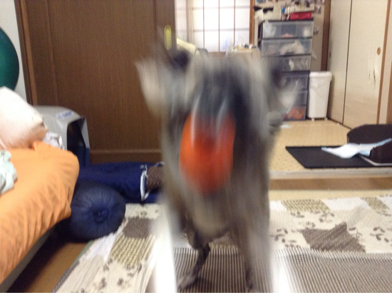 f0329311_07591099.jpg