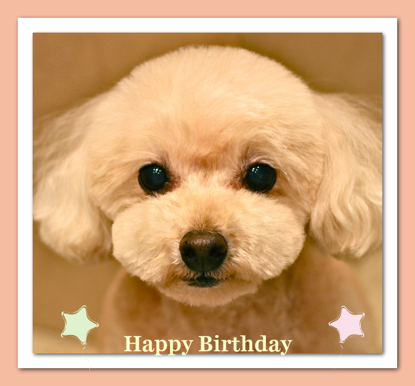 Happy Birthday プリマちゃん♡_d0060413_19341753.jpg