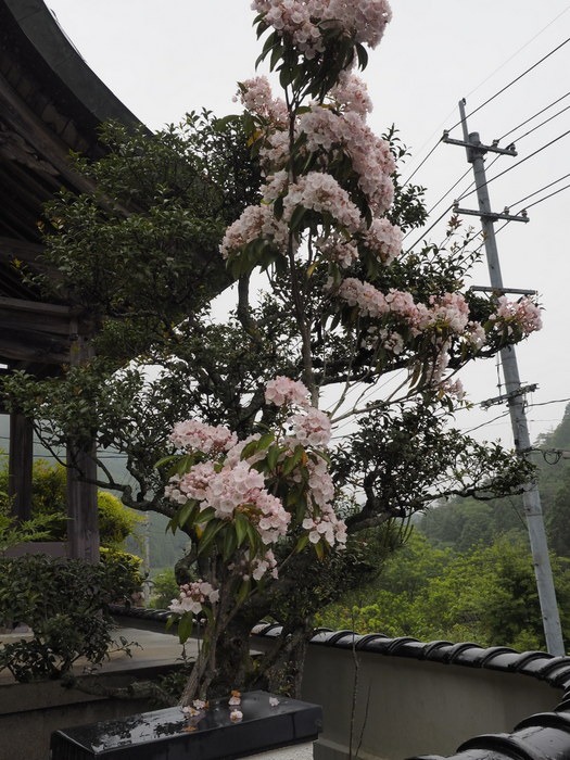 カルミア_c0116915_08193.jpg