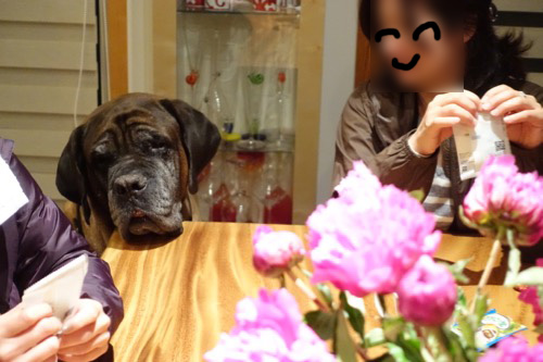 ザックとパパがハーレム状態_e0192217_14342851.jpg